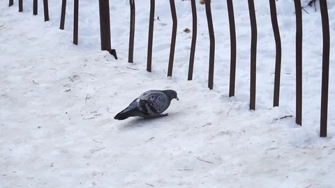 Dove walking in the snow. He decided to stroll through the fence and go back. He Stock Footage 100034233