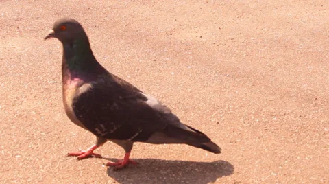 Dove walks along the platform Stock Footage 36107610