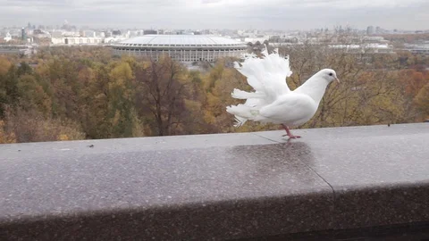 A dove walks along the railing Stock Footage 128957601