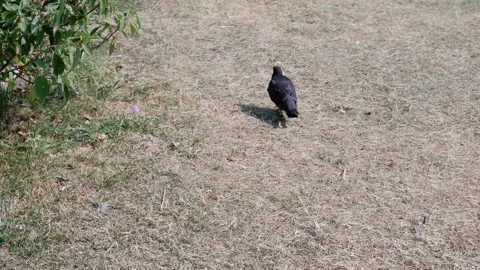 The dove walks on the ground. Back view. Stock Footage 157393260