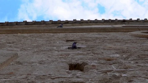 Dove on the wall Video stock 123047289