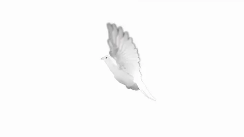 Dove White Alpha Loop and Matte 1080p Stock Footage
