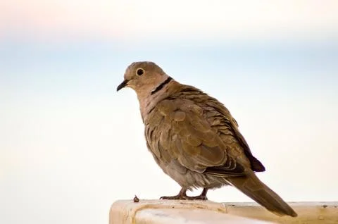 Dove on a white background Stock Photos