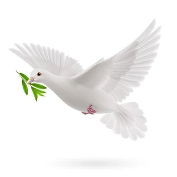 Dove white Stock Illustration