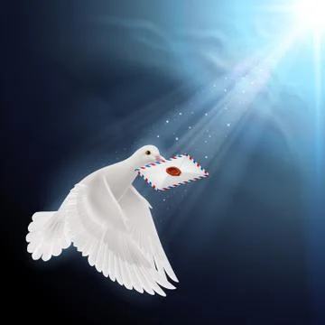 Dove white Illustrazione stock