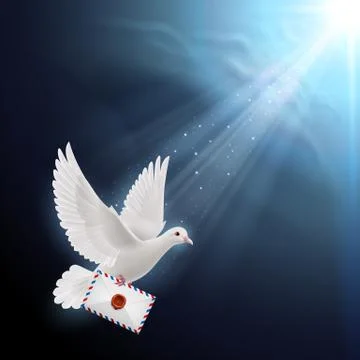 Dove white Stock Illustration