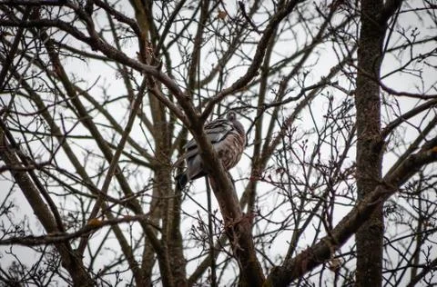 Dove is wild, in spring sits on a tree branch close and cooing Stock Photos