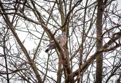 Dove is wild, in spring sits on a tree branch close and cooing Stock Photos