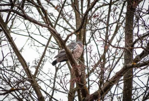 Dove is wild, in spring sits on a tree branch close and cooing Stock Photos