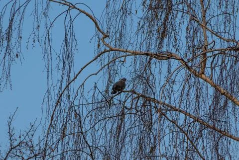 Dove is wild, in spring sits on a tree branch close and cooing Stock Photos