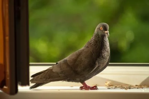 Dove on the windowsill Stock Photos