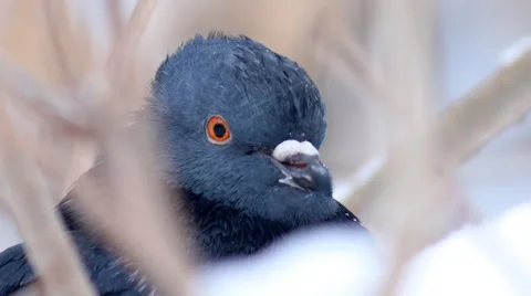 Dove in the winter forest Stock Footage 46624917