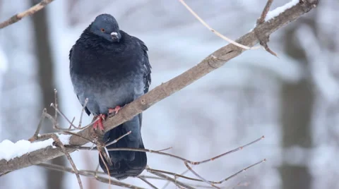 Dove in the winter forest Stock Footage 46624955