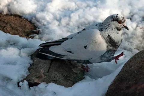 Dove in winter Stock Photos