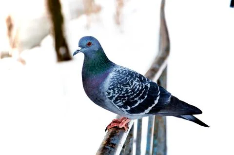 Dove winter Foto stock
