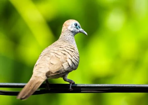 Dove on the wire Stock Photos