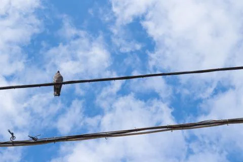Dove on wire Stock Photos