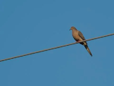 Dove on a wire Fotos de archivo