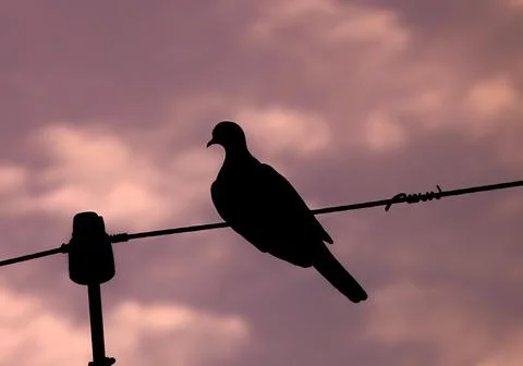 Dove On A Wire Stock Photos