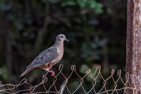 Dove on wired Stock Photos