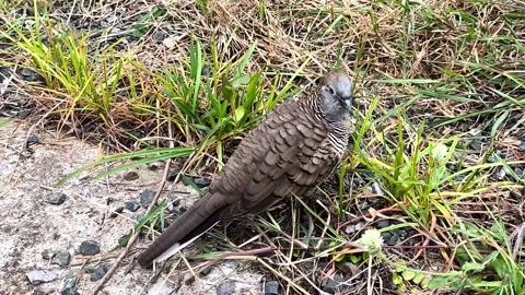 Dove2 動画素材 338076628