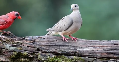 Dove&amp;CardonLog2 Stock Photos