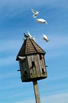 Dovecot with doves Stock Photos