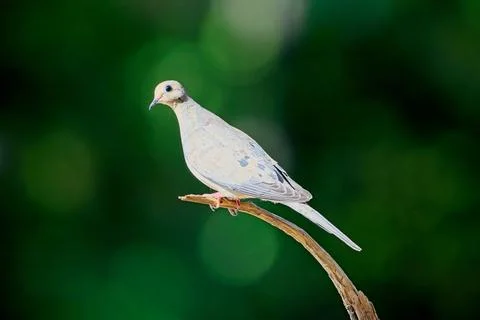 DoveonBranch Stock Photos