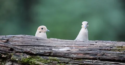 DoveonLog5 Stock Photos
