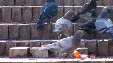 Doves 2 Stock Footage 8954423