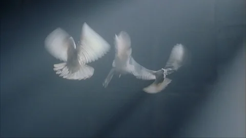 Doves 3A Close Stock Footage 110817684