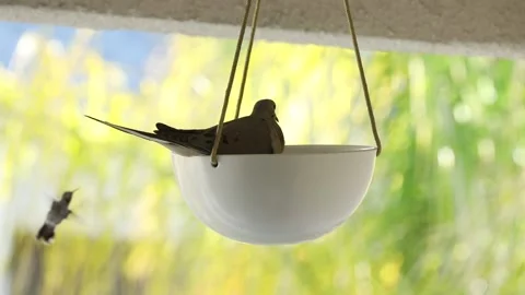 Doves and Hummingbird Stock Footage 155906910