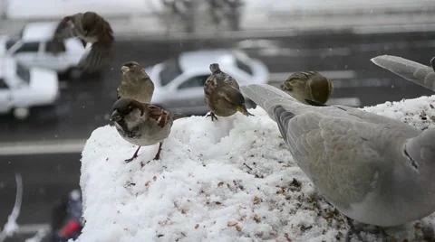 Doves and sparrows feeding time Stock Footage 46606441