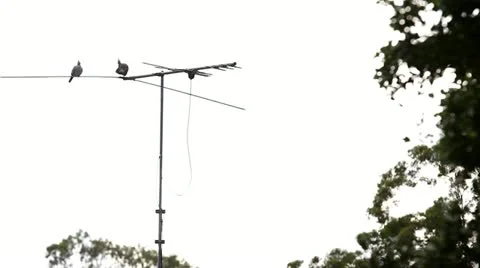 Doves on the Antennae Stock-Footage 11291314