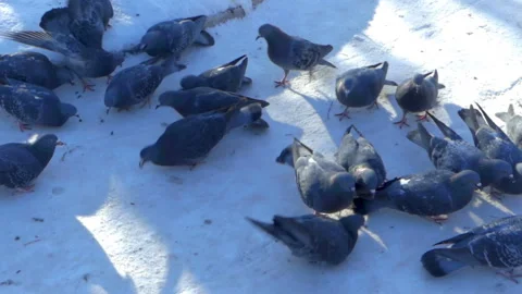 Doves are eating seeds Video stock 89665809