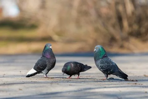 Doves on the background of the city 写真素材