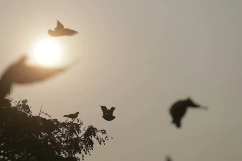 Doves on the background of the sunset, fly and waving their wings Video stock 88596347