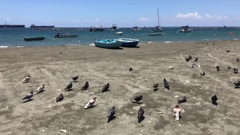 Doves at the beach Against Small and Big Boats the Sea Stock-Footage 91623459