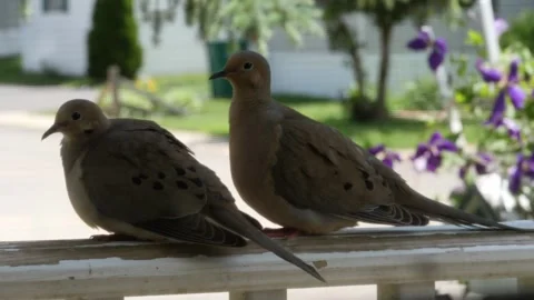 Doves, birds in slow motion Stock Footage 156267792