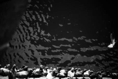 Doves on the bridge over the river in Prague.  Stock Photos