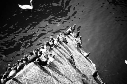 Doves on the bridge over the river in Prague. White swan on the background Stock Photos