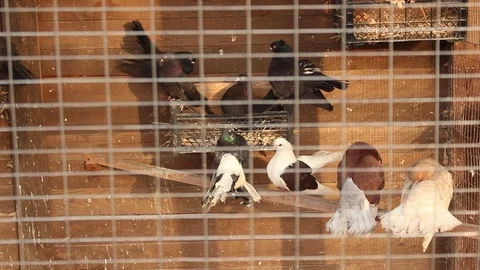 Doves in a cage Video stock 75038698