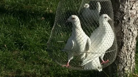 Doves in cages 스톡 동영상 12567710