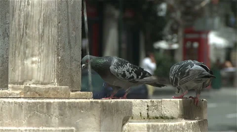 Doves in a city fountain. Stock Footage 63392854