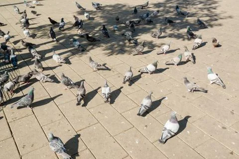 Doves in the city Stock Photos