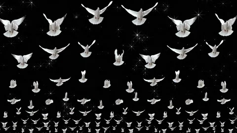 Doves. Clouds of flying white doves. Video art for shows and concerts, clips and Stock Footage 157308750