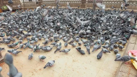 Doves cluster on pavement area eating Stock Footage 299784890