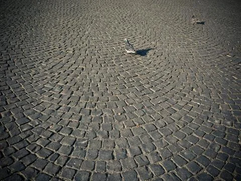 Doves on cobblestone pavement Stock Photos