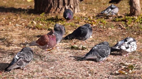 Doves in the Cold Wind. Stock Footage 56172823