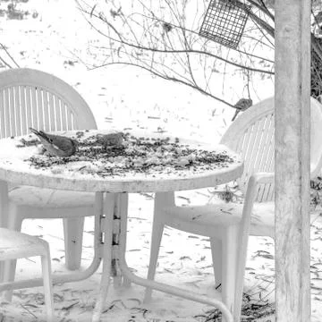 Doves at Dinner Stock Photos